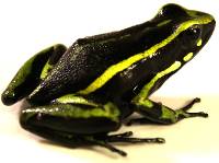 Ameerga trivittata 'Huallaga Canyon' (Captive Bred) - Three Striped Poison Dart Frog