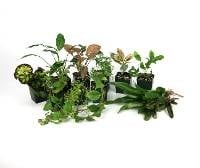 18x18x24 Tropical Vivarium Plant Kit (14 Plants)