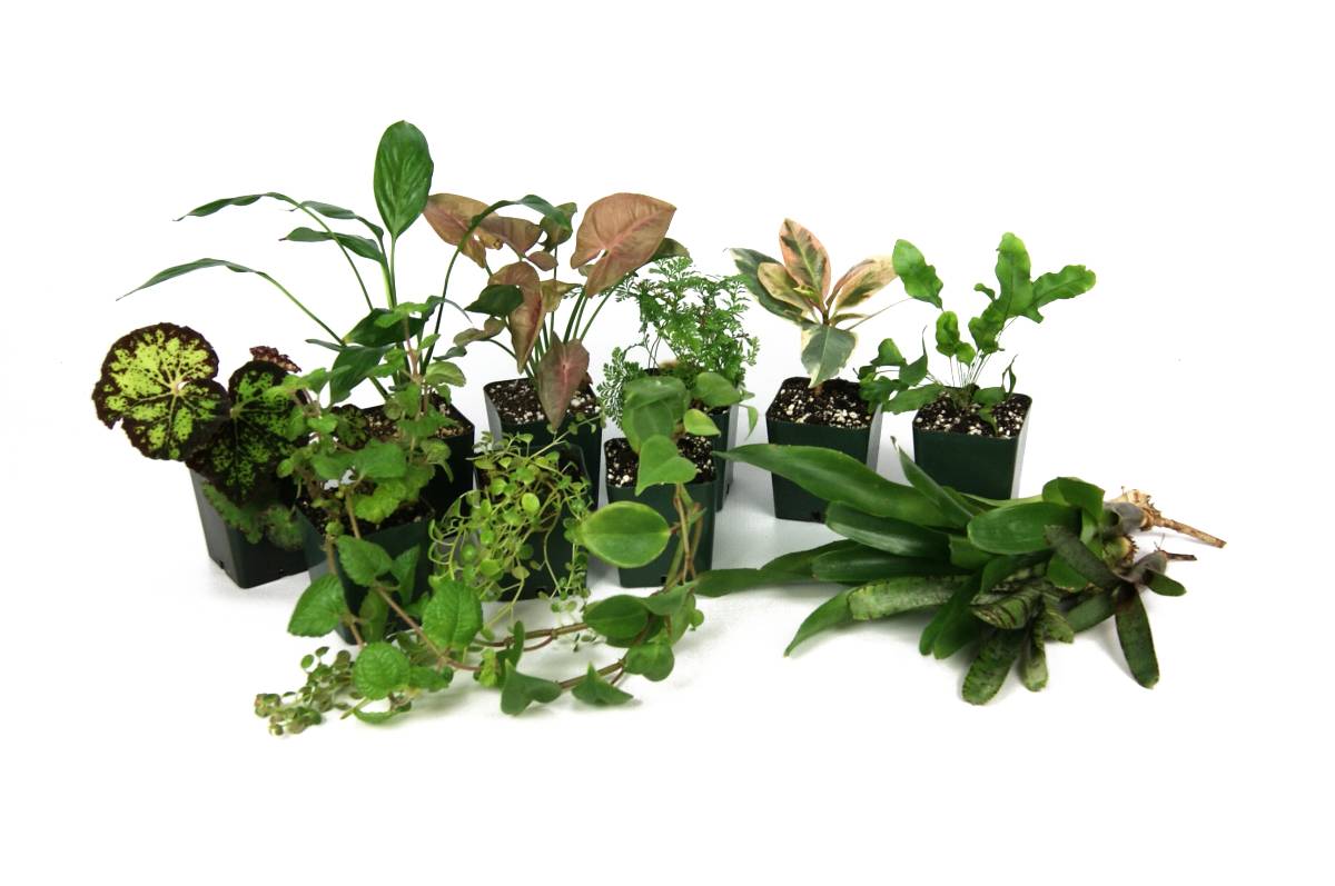 Tropical Plant Terrarium, Plants