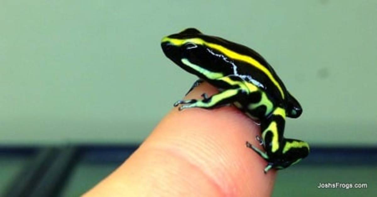 truncatus yellow dendrobates poison dart frogs for sale joshs frogs on finger
