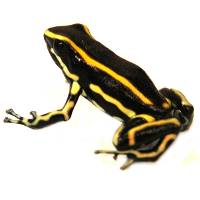 Dendrobates truncatus 'Yellow' (Captive Bred) - Yellow-striped Poison Frog