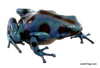 Dendrobates auratus 'Turquoise & Bronze' TADPOLE