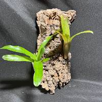 multiple bromeliads with hook 