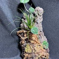 Scindapsus & tillandsia growers choice with moss and hook
