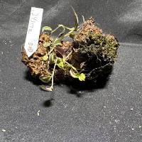 Tradescantia with live moss