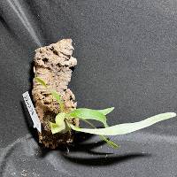 staghorn fern with moss and hook