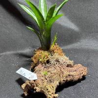 Bromeliad and bonus plant with moss medley 