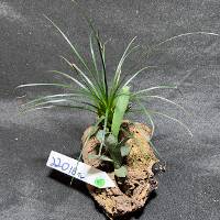 Bromeliad and air plant with moss on 
