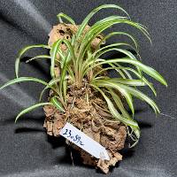 spider plant trio with moss and hook