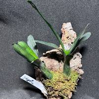 Flowering Bromeliad duo with moss