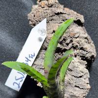 Hook mounted Bromeliad