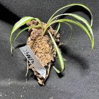 Spider Plant with moss & hook