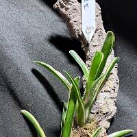 Bromeliad duo w/ moss and hook