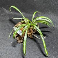 spider plant duo with moss
