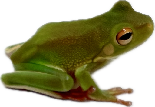 White-Lipped Tree Frog - Nyctimystes infrafrenataus (Captive Bred)