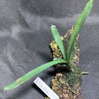 Bromeliad and Tradescantia with live moss