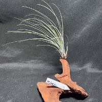 Air plant on driftwood