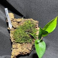Jade Pothos with live moss and bonus plant