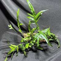 Wart fern with live moss