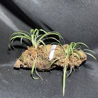 Spider plant trio with moss and hook mounts