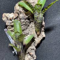 Bromeliad duo w/ hook mount