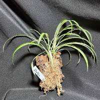 spider plant duo with moss and hook