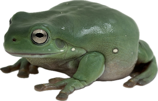 White's Tree Frog