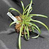 hook mounted spider plant with moss