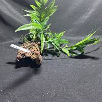 Wart fern with moss hide