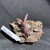 hook mounted bromeliad 
