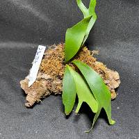 Staghorn fern with moss