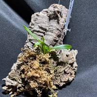 Orchid with live moss hook mount