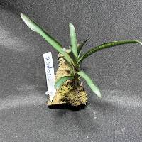Bromeliad duo w/ live moss