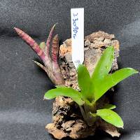 Bromeliad duo w/ hook 