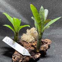 Bromeliad trio with reindeer moss