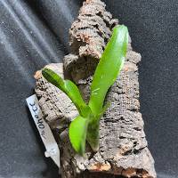 bromeliad with hook mount