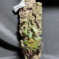 Vanilla Orchid and Tradescantia w/ moss hook mount