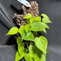 Lemon Philodendron w/ moss and hook