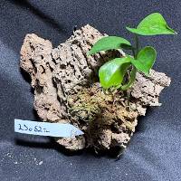 pothos with live moss and hook