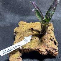 Bromeliad mounted cork hide