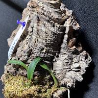Orchid with moss