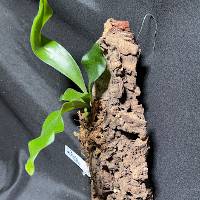 Staghorn fern with moss and hook 
