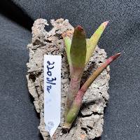 bromeliad with hook 