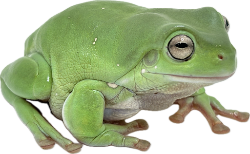 White's Tree Frog