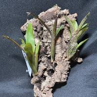 multiple bromeliads with hook