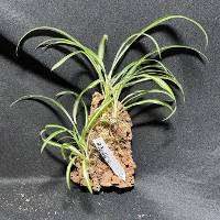 Spider plant trio with moss & hook 