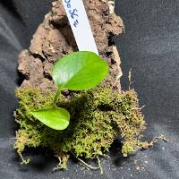 hook mounted pothos with live moss