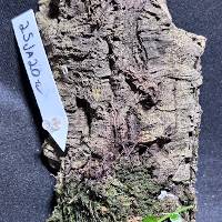 Hook mounted Shingle Plant with live moss