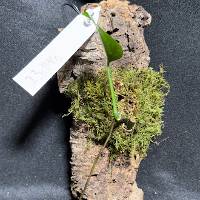 Pothos w/ live moss and hook 