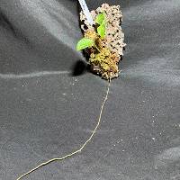 hook mounted pothos with live moss